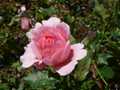 Pink rose